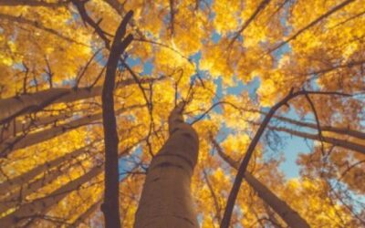 Autumn Guided Meditation